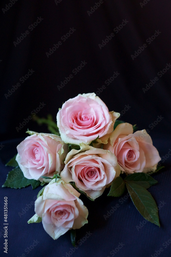 Beautiful background with pink rose Beautiful background with pink rose
