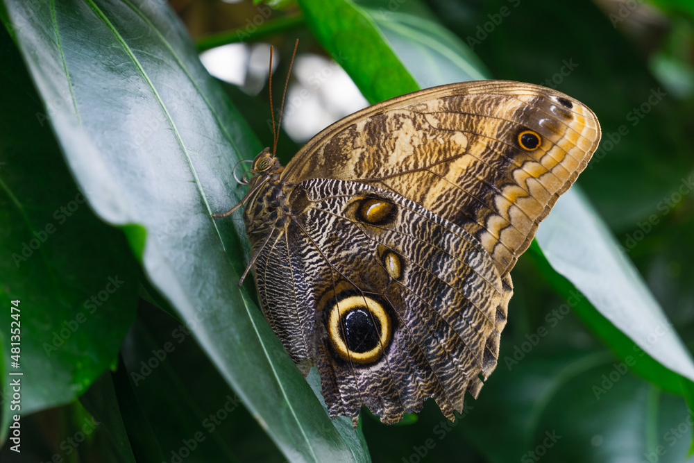 Fototapeta premium Giant owl butterfly (Caligo memnon) view on green leaf. Konya Tropical Butterfly Valley, Turkey