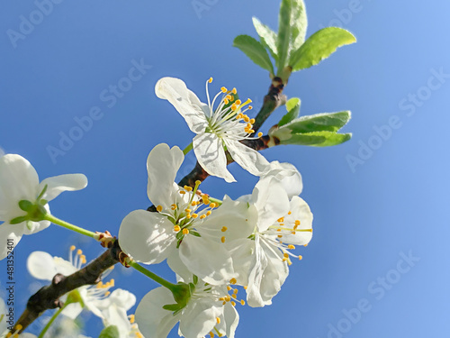 White spring flowering garden trees against the blue sky, copy space