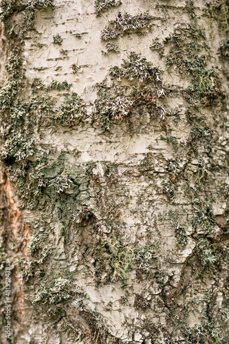 Natural wood grain texture  bark of tree. Creative wood grain backdrop design