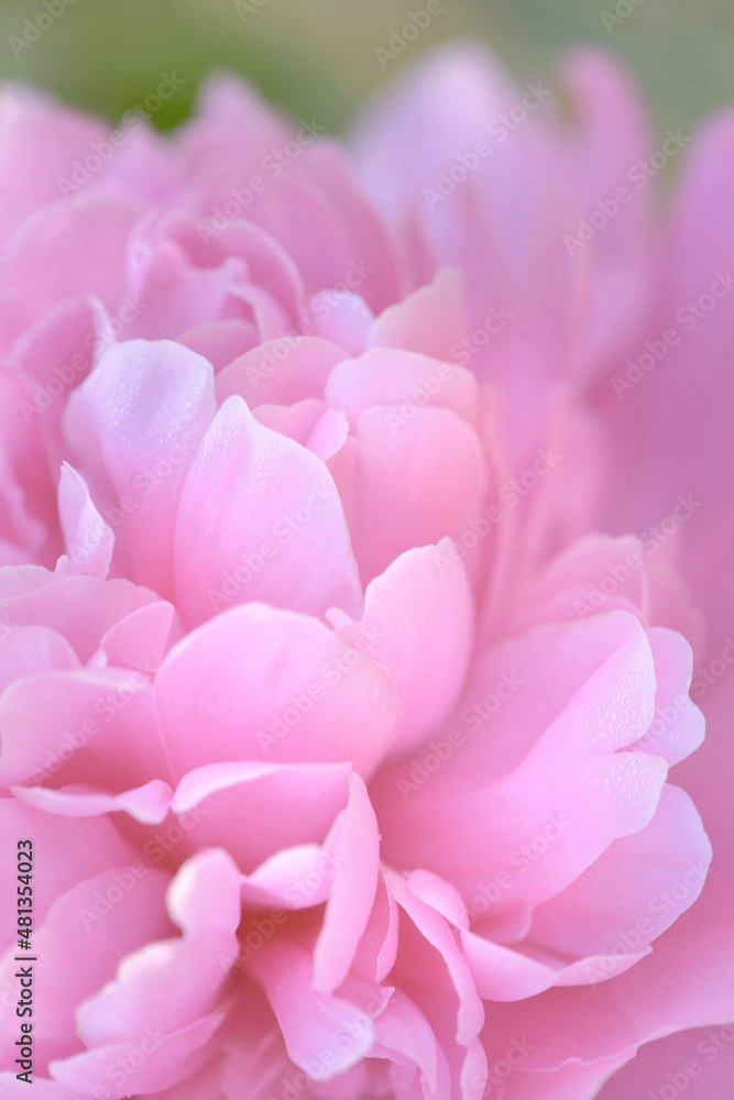 Fototapeta premium peony flower blossom