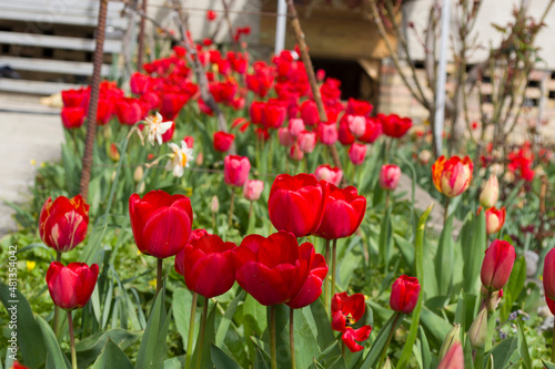 Beautiful red tulips in the garden in spring.