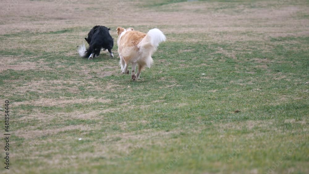 Black white and yellow Border Collie playing fetch game together. Pet industry, animal and leisure concept b-roll footage. Active collie dog on the grass field in the sunny day. No people view. Black white and yellow Border Collie playing fetch game together. Pet industry, animal and leisure concept b-roll footage. Active collie dog on the grass field in the sunny day. No people view.