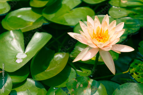 Close-up shot of white water lily is blooming and outstanding in pond surrounded by large lotus leaves  horizontal top view.