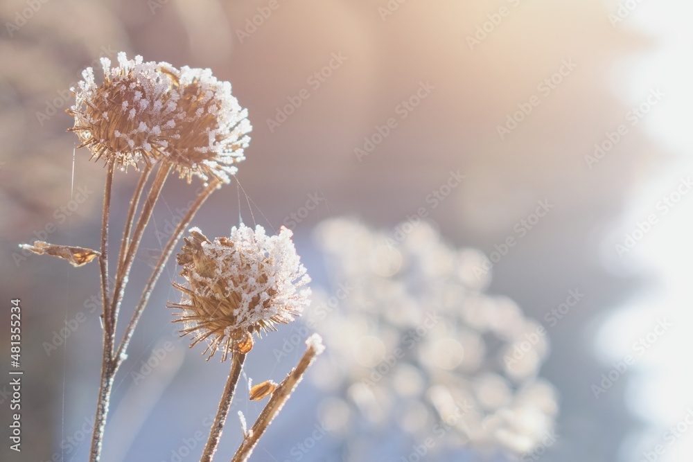 Winter garden scenery. Blurred winter background with frozen thistle plant . Winter garden scenery. Blurred winter background with frozen thistle plant .