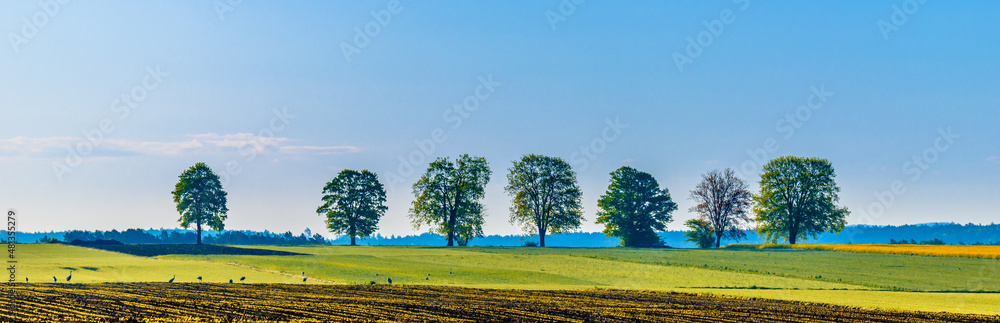 Agricultural background. Panoramic countryside landscape, farm field, grass and trees on blue sky in spring rural scenery. Agricultural background. Panoramic countryside landscape, farm field, grass and trees on blue sky in spring rural scenery.