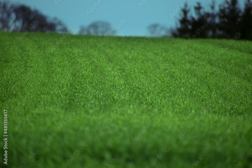 zielona trawa, świeży zielony trawnik, pole golfowe - obrazy, fototapety, plakaty 