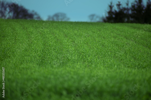zielona trawa, świeży zielony trawnik, pole golfowe photo
