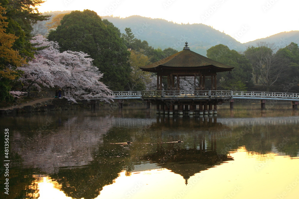 Naklejka premium 桜