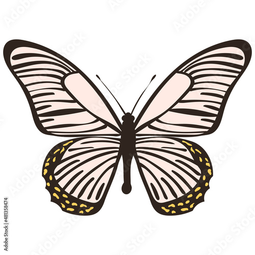 butterfly, flat design on white background