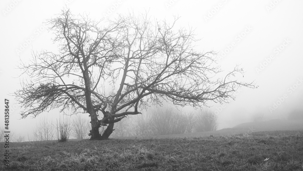 Drzewo we mgle - obrazy, fototapety, plakaty 