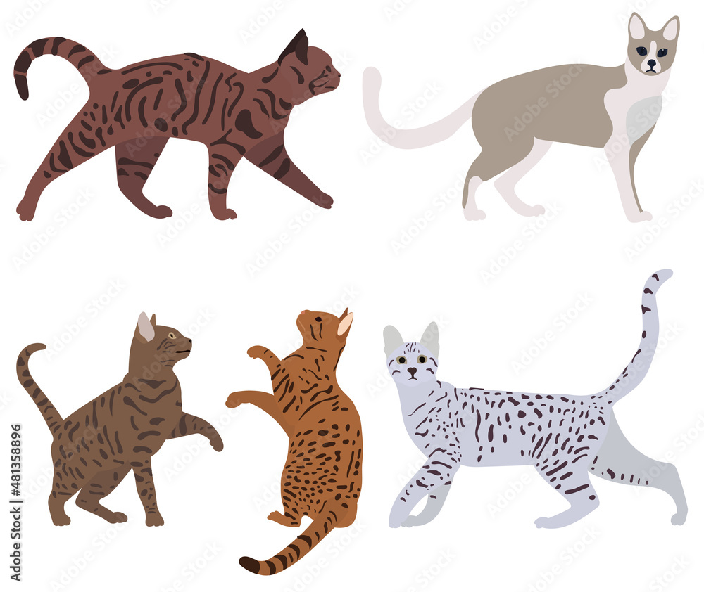 Naklejka premium cats set on white background,isolated