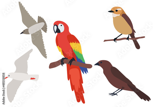 birds set, flat design on white background, isolated, vector