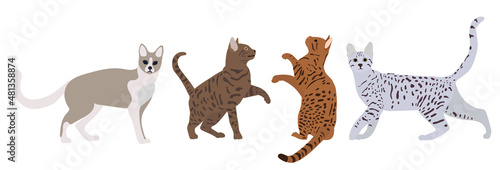 cats set on white background,isolated,vector © zolotons