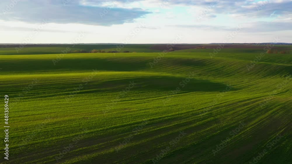 Idyllic agricultural area and green wavy fields in sunny day. Filmed in 4k. Idyllic agricultural area and green wavy fields in sunny day. Filmed in 4k.
