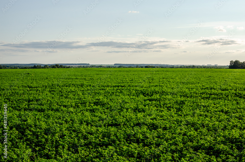 Cultivation of fodder crops of green clover and alfalfa in cultivated fields