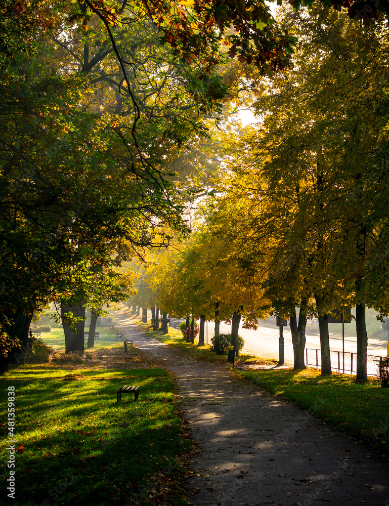 Naklejka premium jesienna alejka