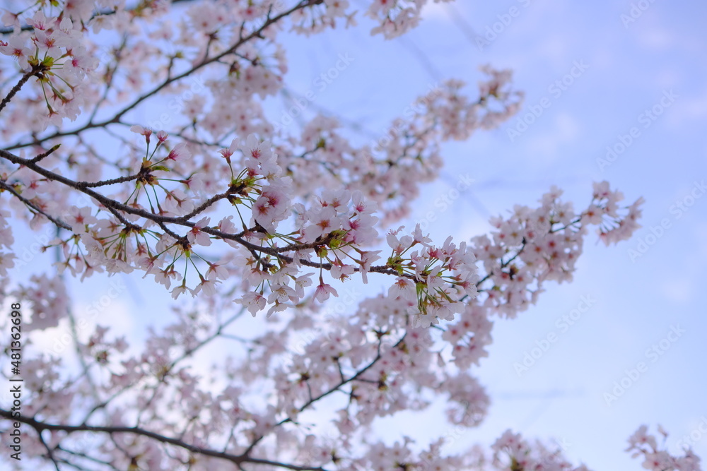 可愛い桜