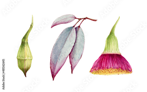 Eucalyptus leaf and flower set. Watercolor illustration. Natural organic herb realistic element. Hand drawn eucalyptus medical organic natural tree plant. Isolated on white background