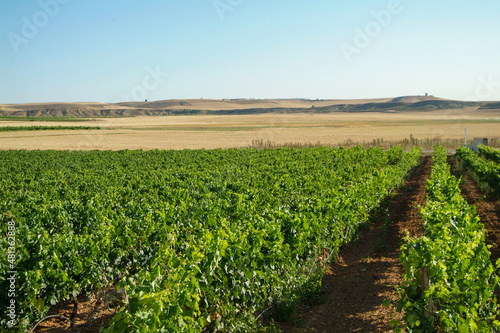 Viñedos de la comarca de Cigales, Valladolid, Castilla y  León.