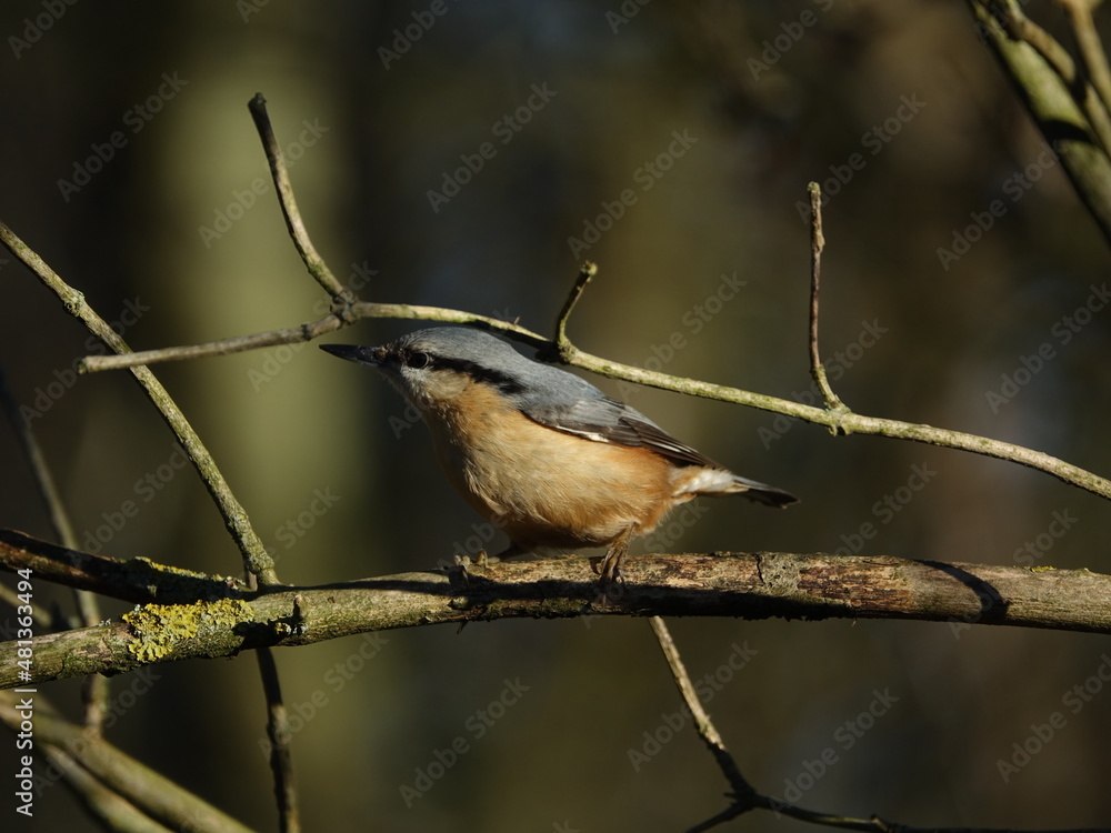Eurasian nuthatch (Sitta europaea) perched on woodland tree branch, during winter in UK Eurasian nuthatch (Sitta europaea) perched on woodland tree branch, during winter in UK
