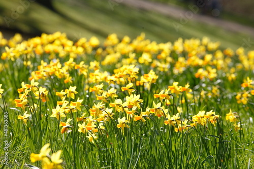Gelbe Narzissen, Narzissenblüte  (Narcissus Pseudonarcissus), Blumenbeet, Hang, Deutschland © detailfoto