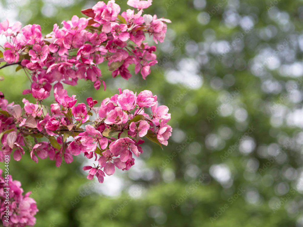 Pink flowers of Crab apple tree, Malus purpurea, blooming in early summer, green forest on a background, closeup with selective focus, and copy space Pink flowers of Crab apple tree, Malus purpurea, blooming in early summer, green forest on a background, closeup with selective focus, and copy space