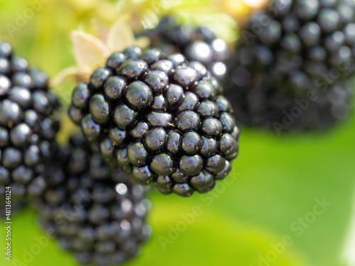 Natural fresh blackberries in a garden. Bunch of ripe blackberry fruit - Rubus fruticosus - on branch of plant with green leaves on farm. Organic farming, healthy food, BIO viands.