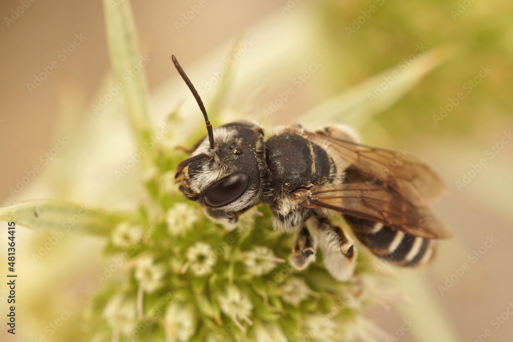 Closeup on a female Variable miner, Andrena variabilis sittin on the green Eryngo flower, Eryngium campestre Closeup on a female Variable miner, Andrena variabilis sittin on the green Eryngo flower, Eryngium campestre