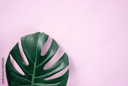 Green tropical monstera leaf on pink background