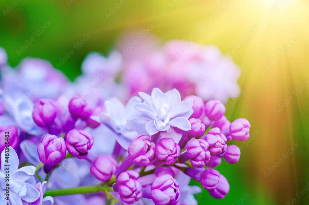 Obraz premium Lilac flowers macro