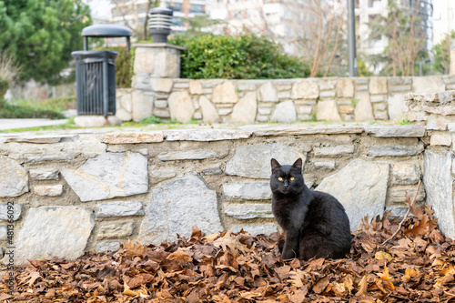 the black cat in the park on dead leaves