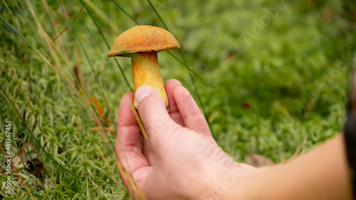 Xerocomellus chrysenteron. Female hands hold a mushroom on a background of moss