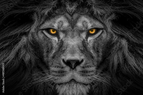 African male lion face , wildlife animal Black and white but with colored eyes  © Vieriu