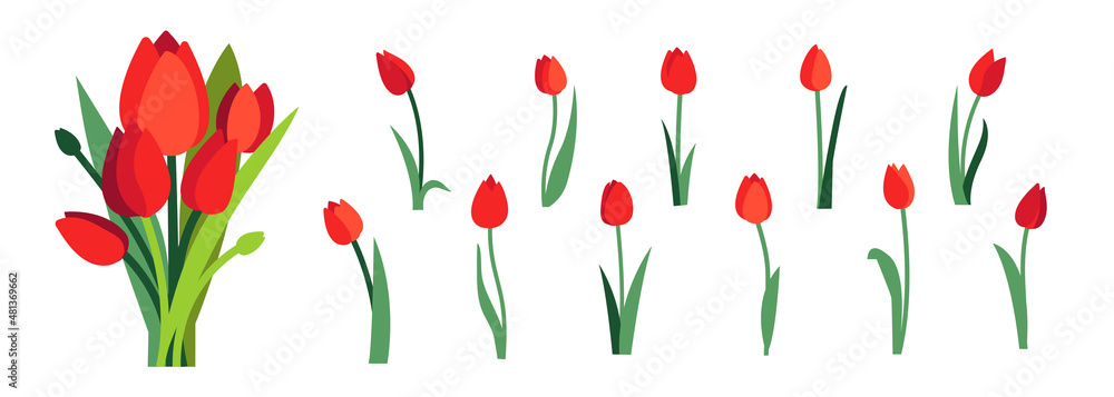 Obraz Clip art of red tulip flowers and spring red tulips bouquet isolated on white fototapeta, plakat
