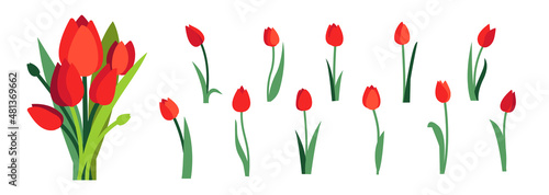 Clip art of red tulip flowers and spring red tulips bouquet isolated on white #481369662