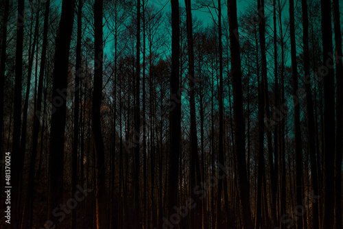 Mroczny las,  ciemne drzewa na tle tajemniczego zielonego nieba (ID: 481370024)