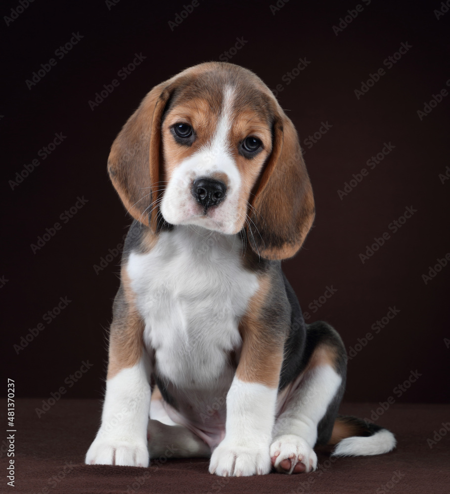 Cute little beagle puppy sitting on brown background