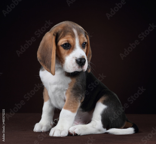 Cute little beagle puppy sitting on brown background © adyafoto