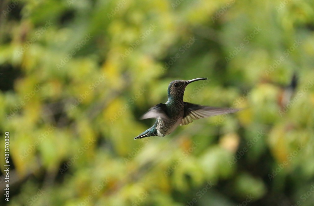 Fototapeta premium Hummingbird spotted in Minca, Colombia
