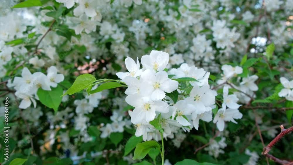 Video of Blossoming Tree Apple Brunch with White Flowers on isolated Video of Blossoming Tree Apple Brunch with White Flowers on isolated