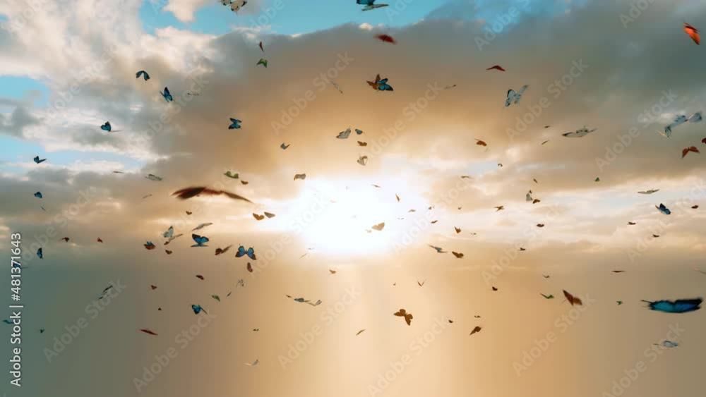 A kaleidoscope of multicolored butterflies flying in front of heavenly sunlight. A kaleidoscope of multicolored butterflies flying in front of heavenly sunlight.