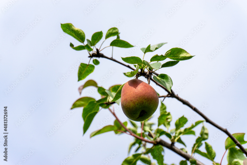 Ripe pears on a branch against the sky