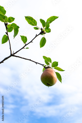 Ripe pears on a branch against the sky