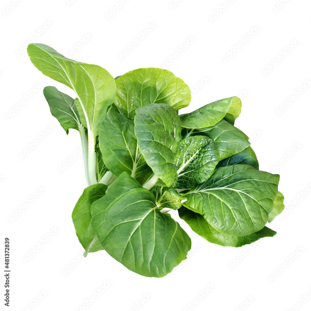 Isolated Cabbage Pak Choi White Stem lettuce on white background. Clipping path. Isolated Cabbage Pak Choi White Stem lettuce on white background. Clipping path.