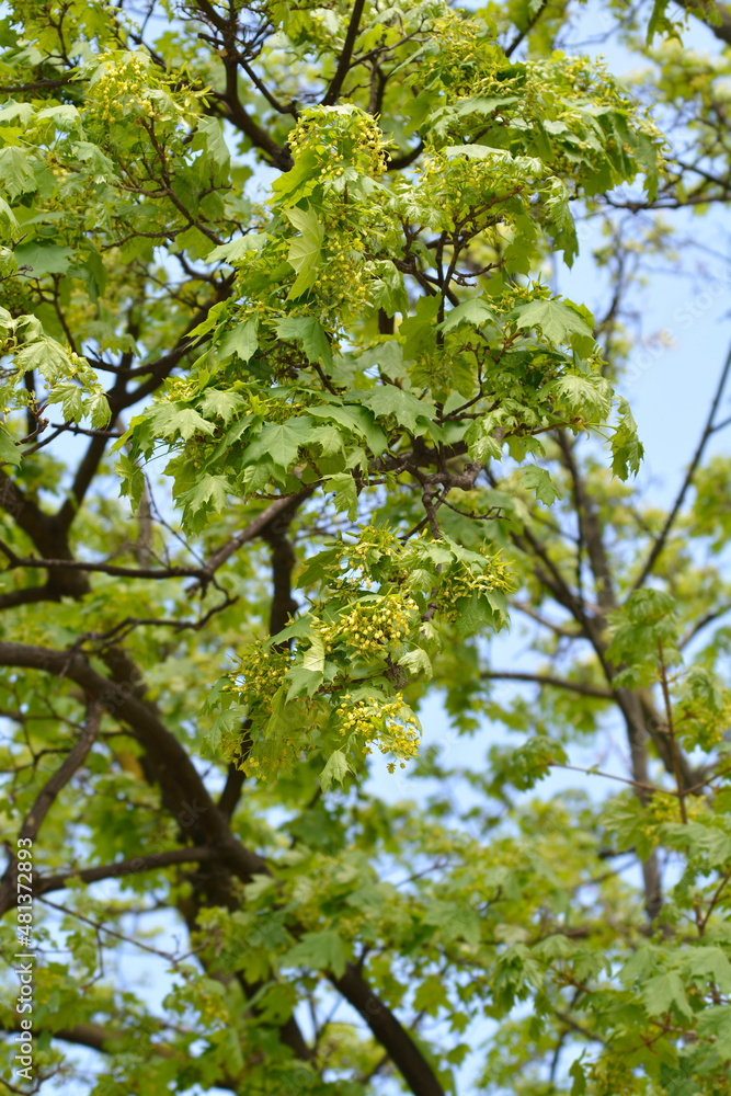 Obraz premium Norway maple