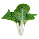 Isolated Cabbage Pak Choi White Stem lettuce on white background. Clipping path.