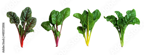 Fresh Swiss chard isolated on white background.