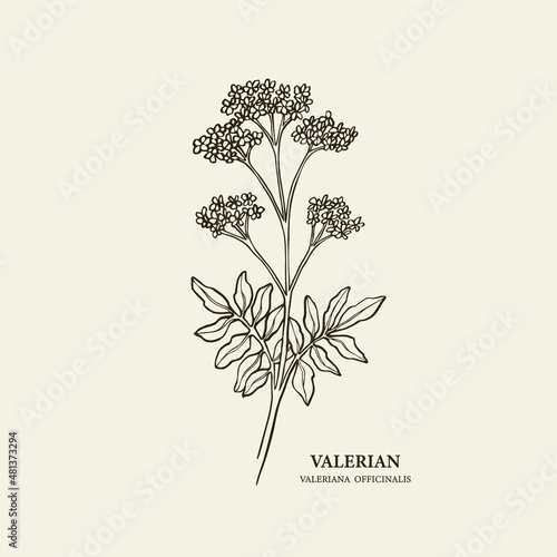 Hand drawn valeriana officinalis branch illustration