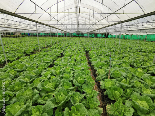 Chinese cabbage farm, vegetable field.